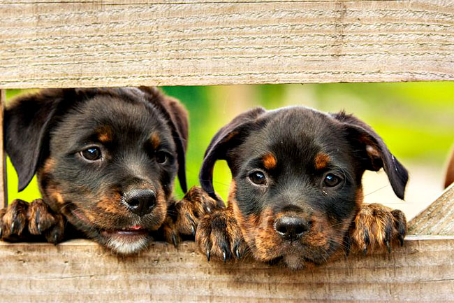 Leinenpflicht - HundehalterInnen gehen auf die Barrikaden